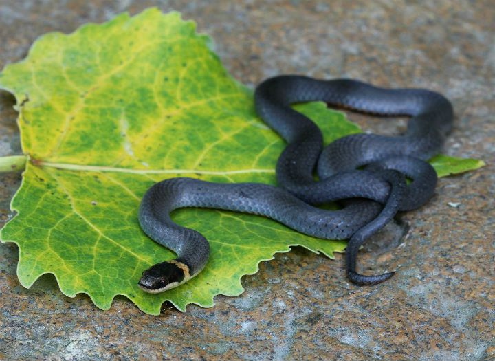 Ringneck Snake